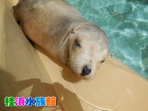DSCN5596