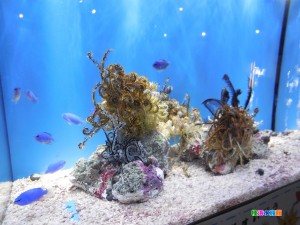 DSCN8871 - コピー