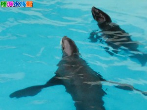 コトド写真 - コピー