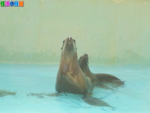 DSCN9035 - コピー