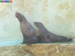 DSCN9027 - コピー