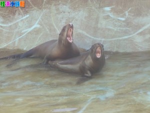 DSCN9029 - コピー