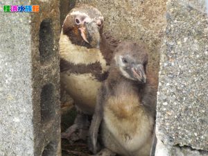 コビッケ1