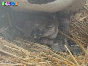 ヒナ最初の頃