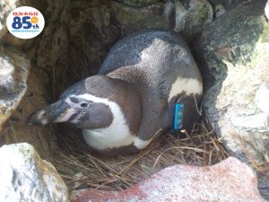 %e3%83%8d%e3%83%8d%e3%80%80%e6%8a%b1%e5%8d%b5