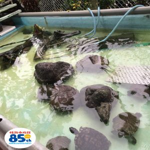 %e3%82%ab%e3%83%a1%e8%88%b9