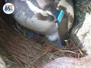 %e3%83%8d%e3%83%8d%e3%80%80%e7%94%a3%e5%8d%b5