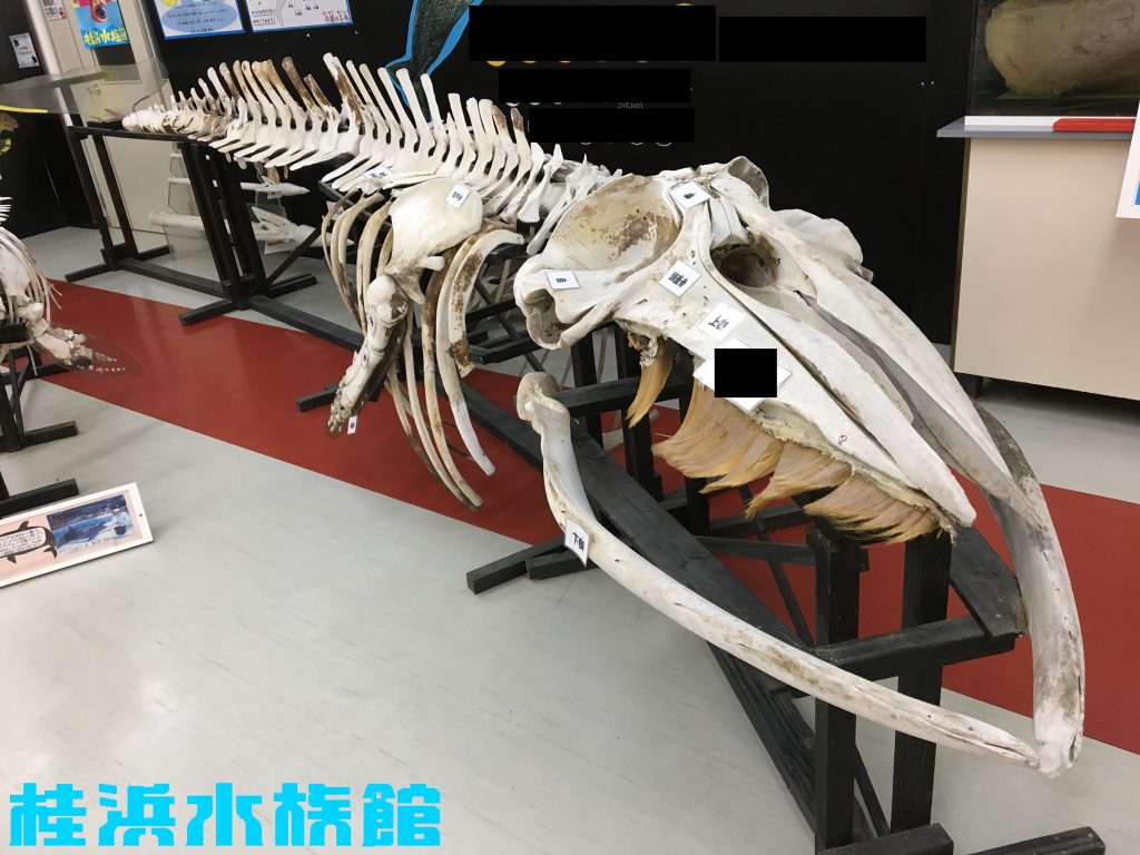 クジラの骨 鯨の骨 鯨骨 くじら 標本 - 置物