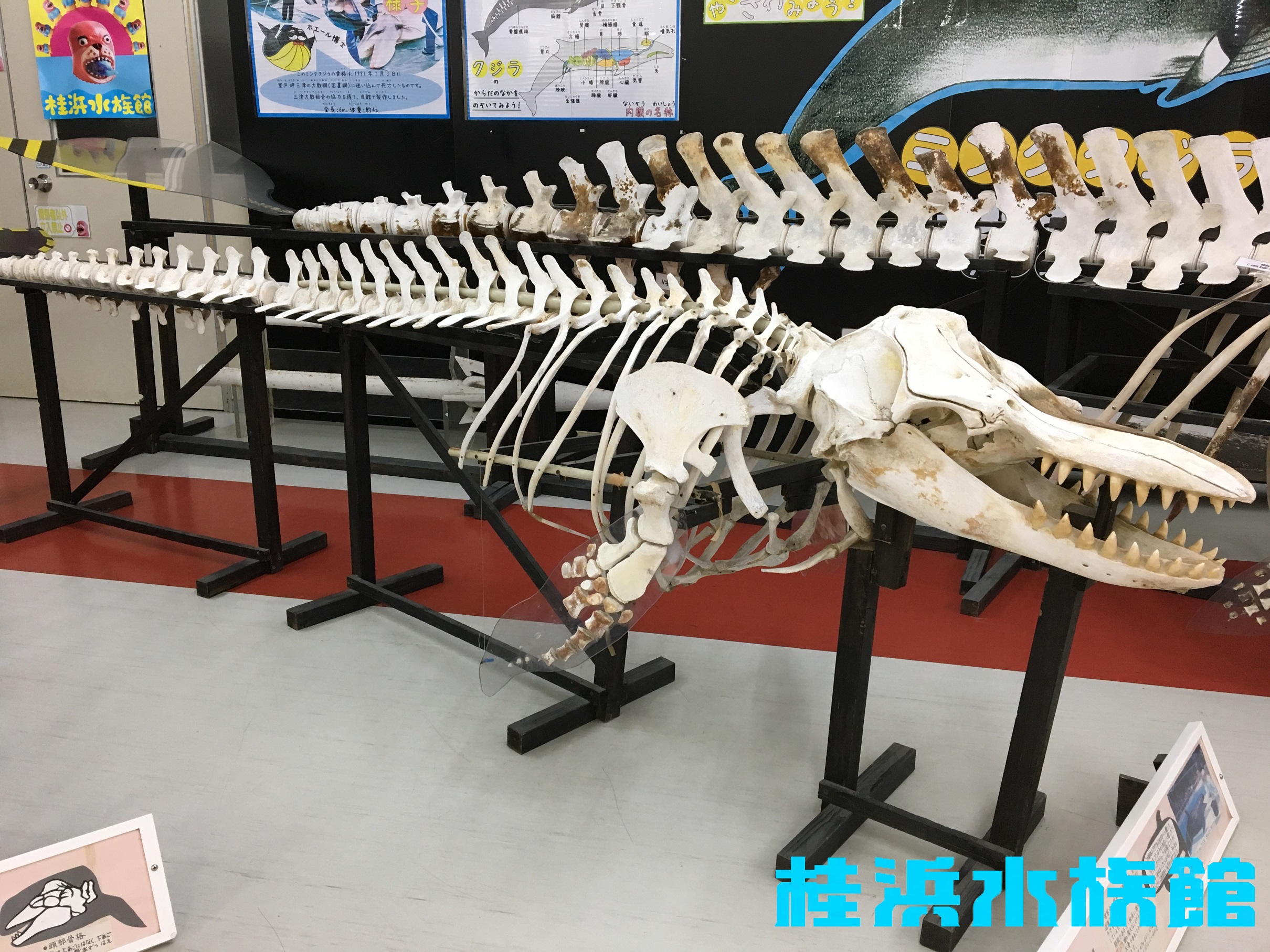 ◇鯨の骨（あばら）2本◇ | www.esn-ub.org