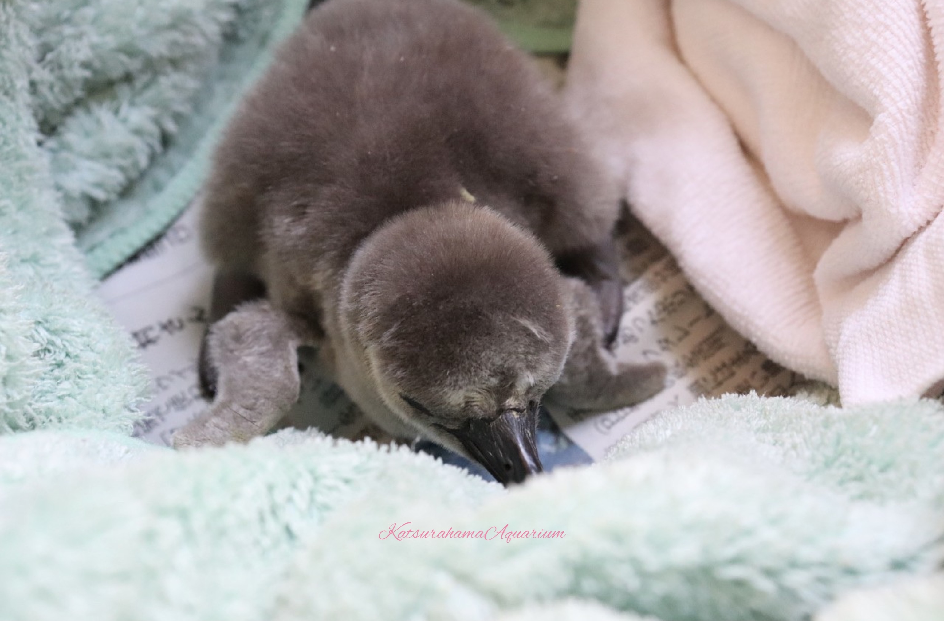 桂浜水族館インフォメーション フンボルトペンギンの赤ちゃん誕生しました桂浜水族館インフォメーション