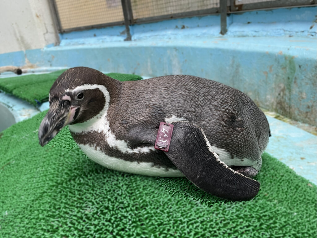 桂浜水族館インフォメーション】フンボルトペンギン「ビッケ」が